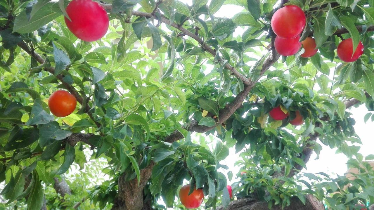 Ripe's Forest Garden Rom