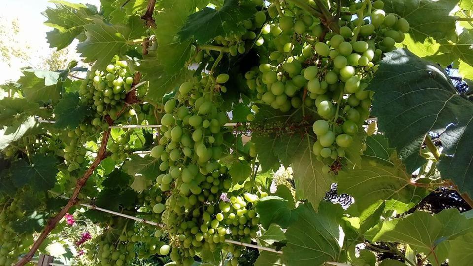 Gasthof Ripe's Forest Garden