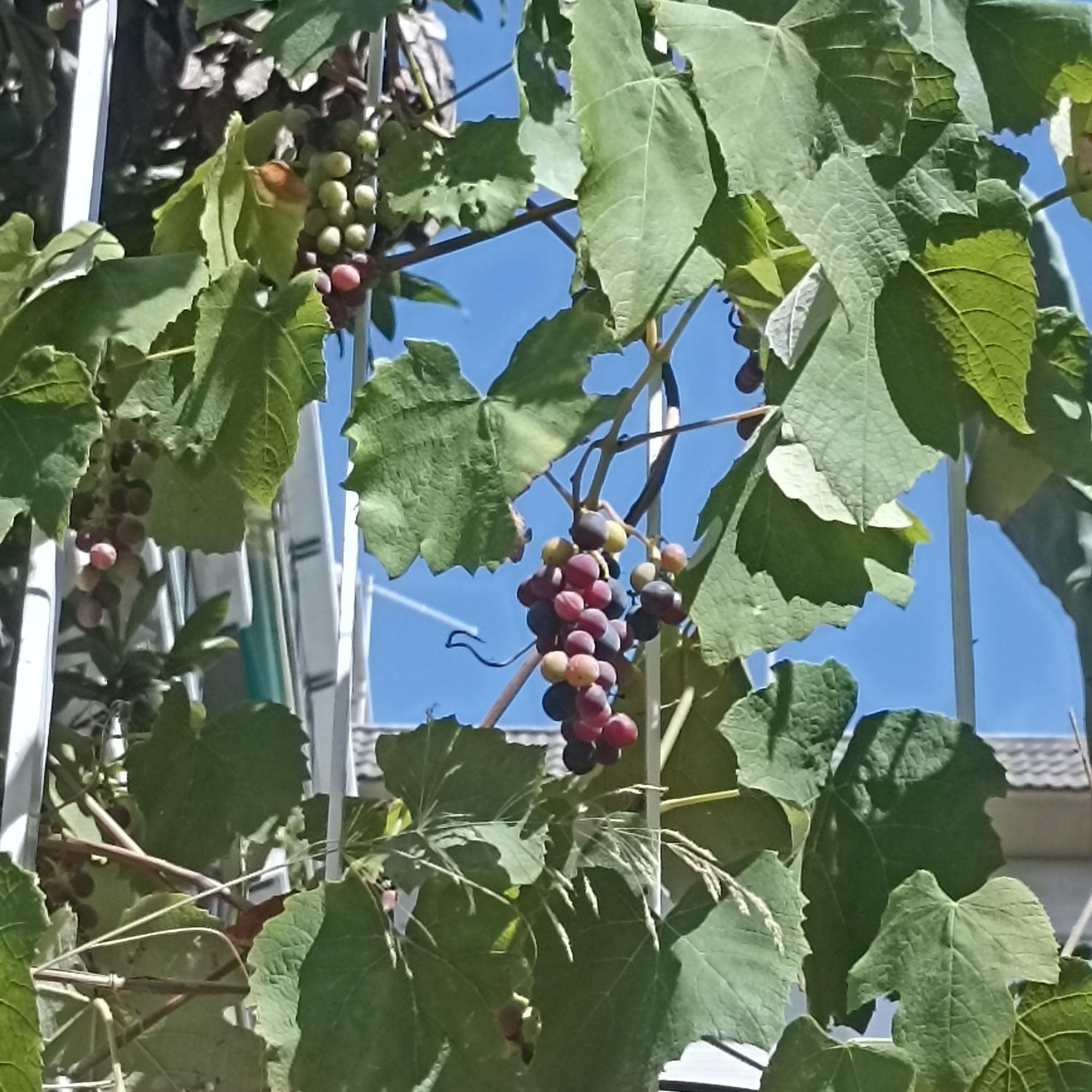 Gasthof Ripe's Forest Garden